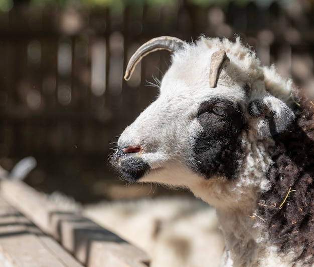 Portrait of a ram with horns on nature