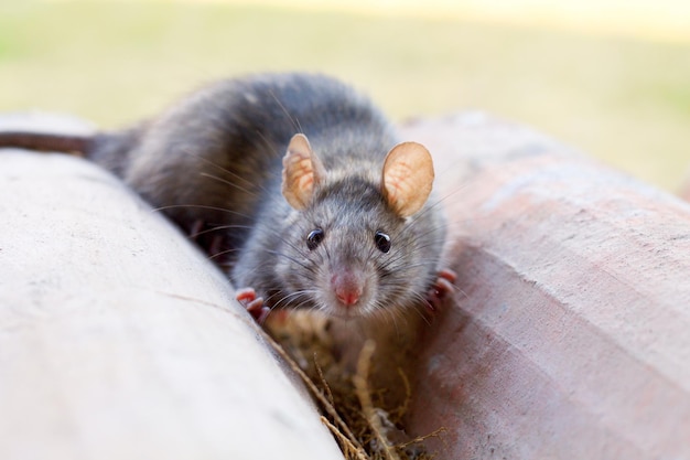 portrait of rat