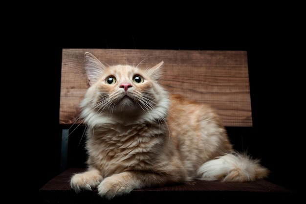 Portrait of a red cat on a black background