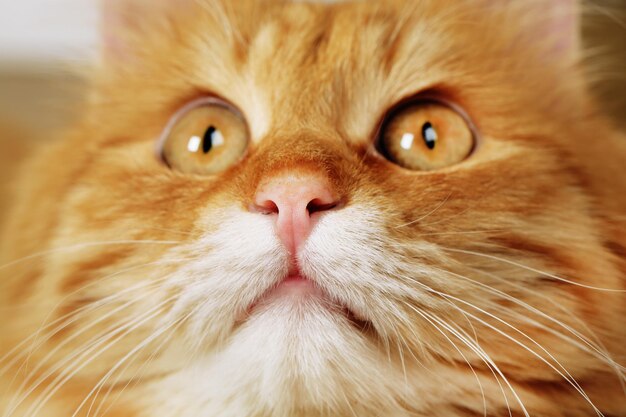 Портрет рыжего кота на размытом фоне крупным планом