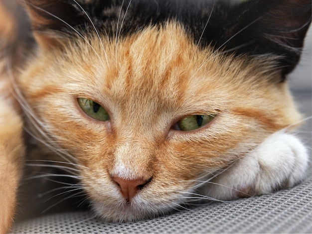 Portrait of a red cat Closeup