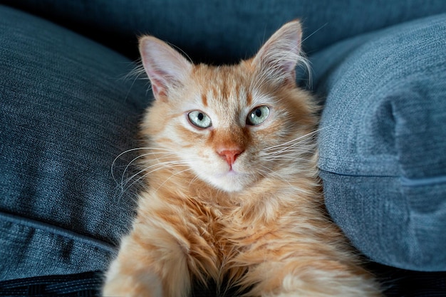 Portrait of a red cat in the home environment