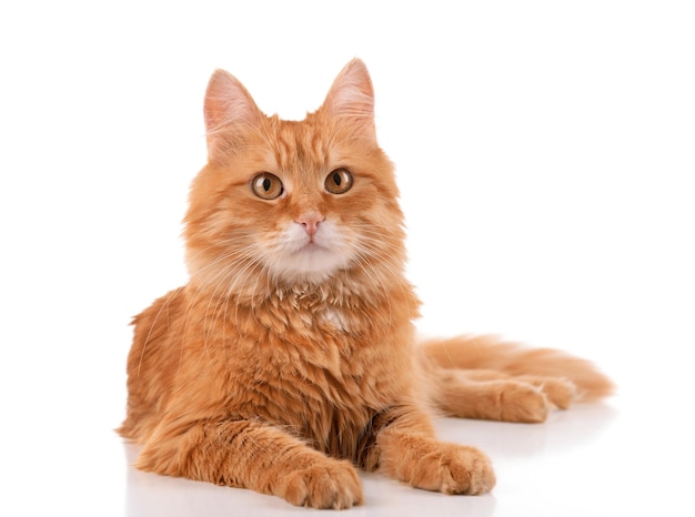 Портрет рыжего кота, изолированного на белом