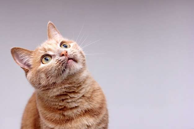 Foto ritratto di un gatto rosso che osserva in su con attenzione