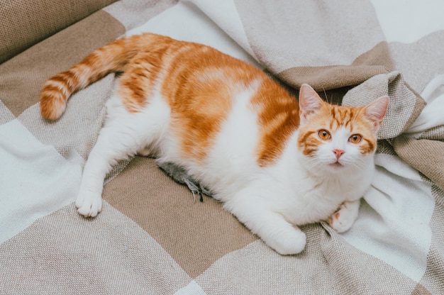 Portrait of a red cat lying on a bed