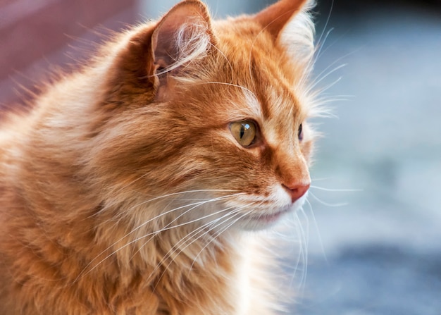 Portrait of a red cat that looks away