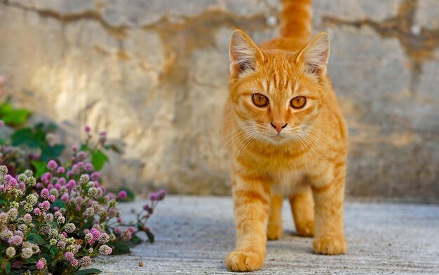 Portrait of a red cat with yellow eyes for a walk in the yard.