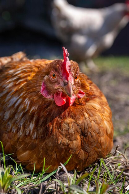 Portrait of a red chicken. A brown chicken sits on the green grass on a sunny day.