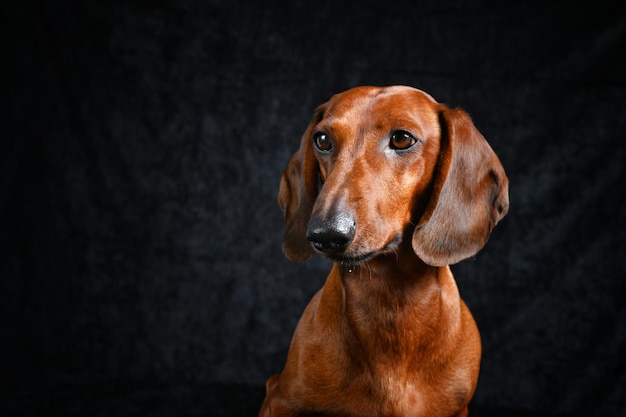 Portrait of a red dachshund on a black background