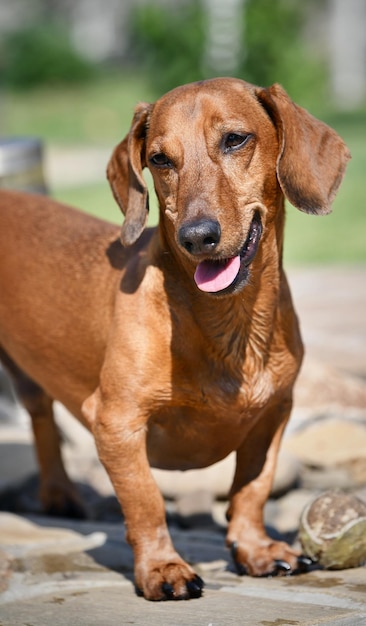 Portrait of a red dachshund in nature