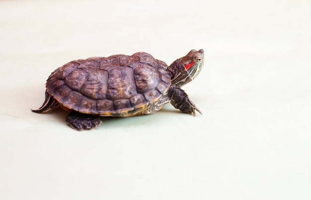 Portrait of red-eared turtle on green background