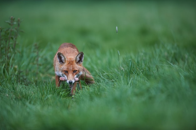 Photo portrait of red fox carrying meat in mouth while standing on grassy field