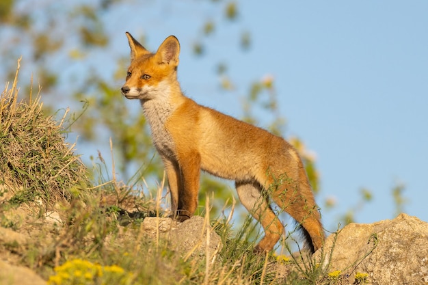 Portrait of a red fox cub vulpes vulpes in the wild