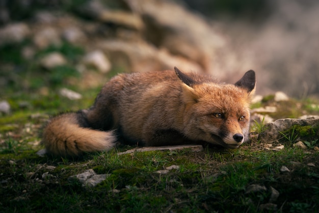 Portrait of a red fox in forest