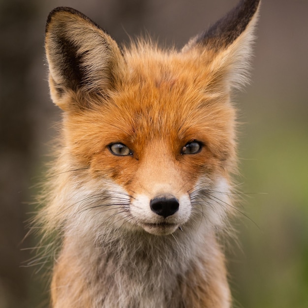 Portrait of a red fox Vulpes vulpes in the wild, with mite parasite.