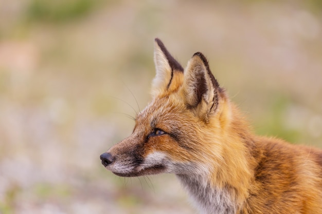 Foto ritratto di una volpe rossa (vulpes vulpes)