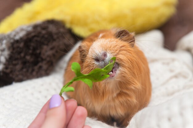 Portrait of red guinea pig.