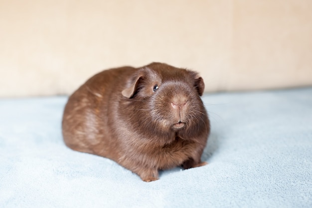 Portrait of red guinea pig