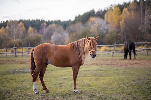 Portrait of a red horse in an aviary The animal stands against the backdrop of a green forest