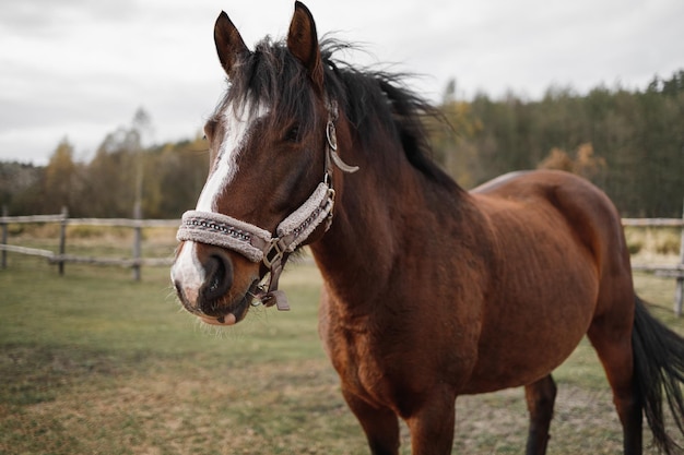 Portrait of a red horse in an aviary on a green meadow