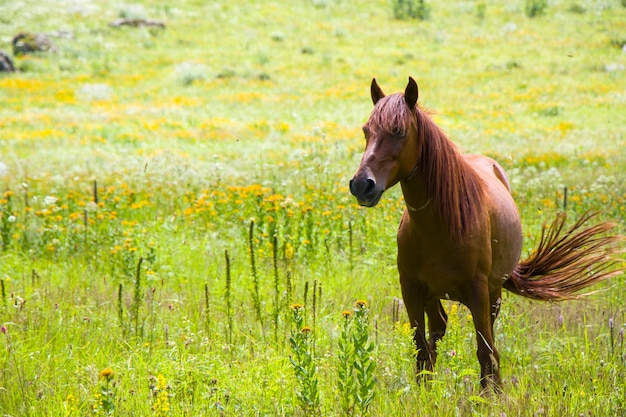 谷、スヴァネティの赤い馬の肖像画