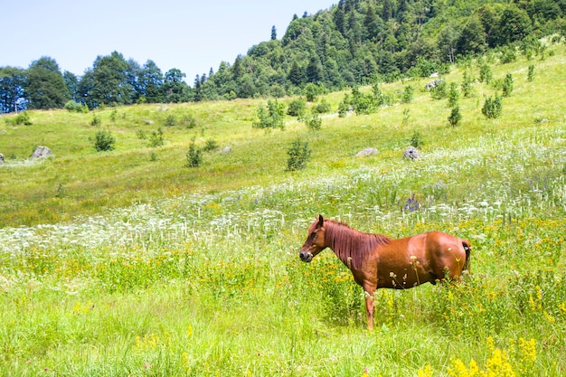 Portrait of red horse in the valley, Svaneti