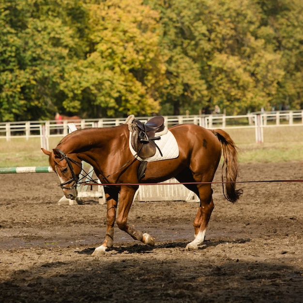 Portrait of red horse