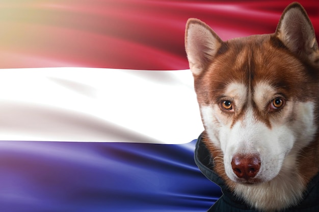 Portrait of a red husky dog against the background of the national flag of the Netherlands