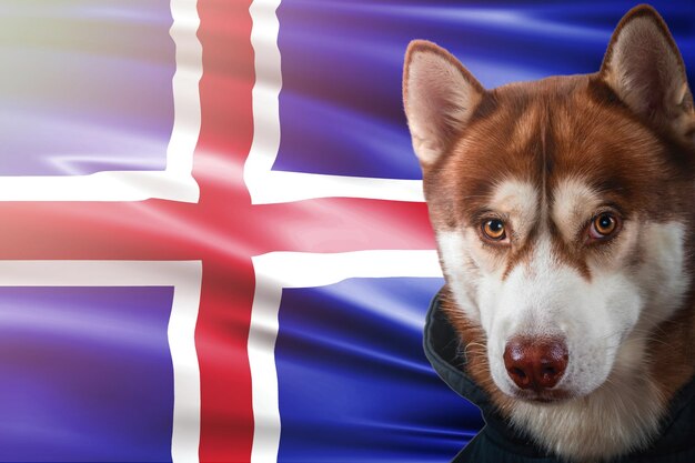 Portrait of a red husky dog on the background of the national flag of Iceland