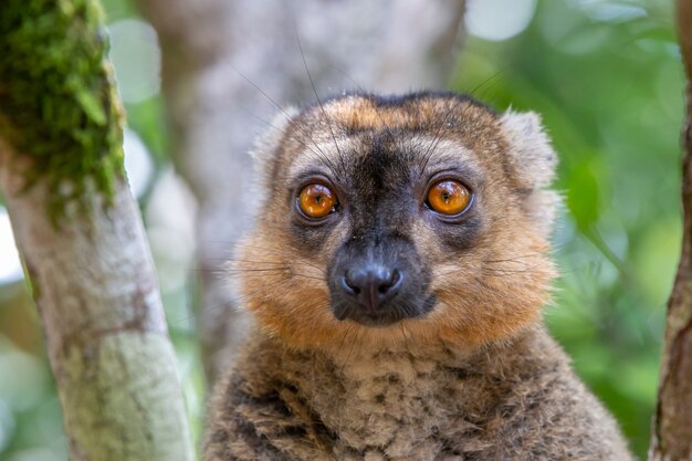 The portrait of a red lemur in its natural environment