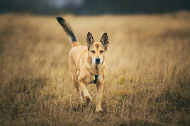 Portrait of red mixed breed dog running forward on a field