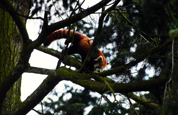 Photo portrait of a red panda ailurus fulgens