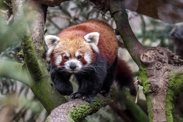 Portrait of Red panda