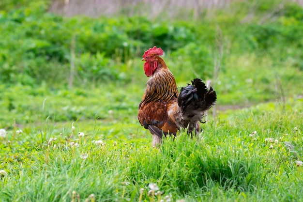 Portrait of a red rooster on the green grass