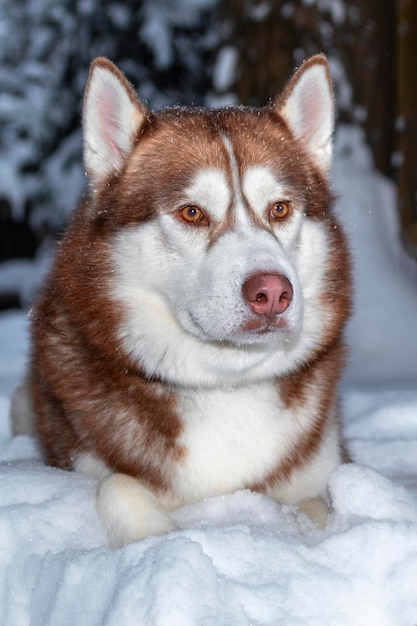 冬の森の正面図で雪の上に横たわっている肖像画の赤いシベリアンハスキー犬クローズアップ