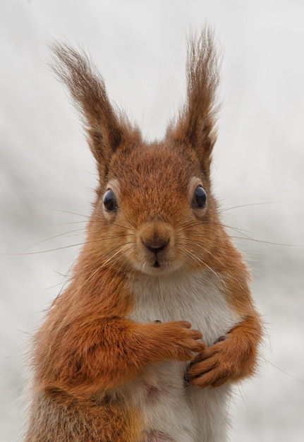 portrait of red squirrel outdoors