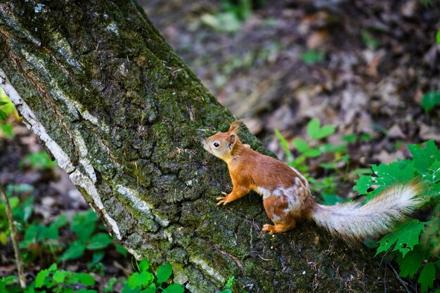 Portrait of red squirrel sitting on a branch