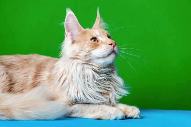 Portrait of red tabby American Forest Cat lying on light blue and green background looks up
