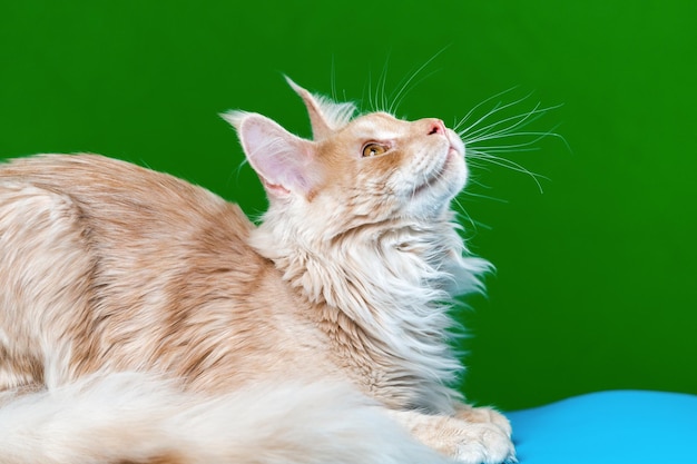 Портрет рыжего полосатого кота Мейн Кун лежит и смотрит вверх на зеленом и голубом фоне