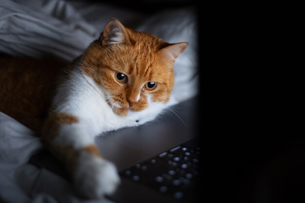 Portrait of red white cat lying on bed with laptop in dark room at home.