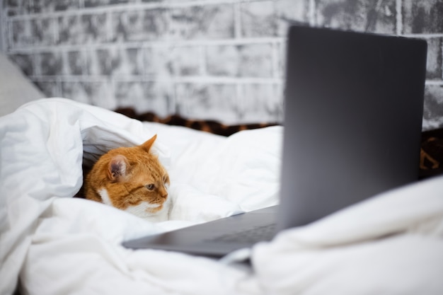 Portrait of red white cat lying on bed with laptop in room at home.