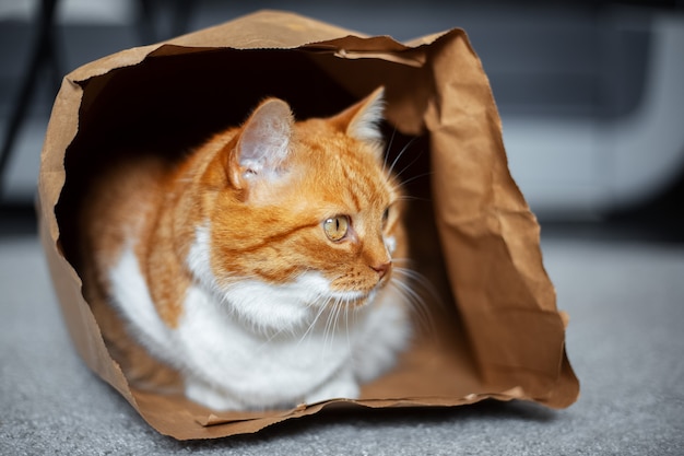 Portrait of red-white cat, lying on the floor in eco paper bag. Looking away. Close-up view.