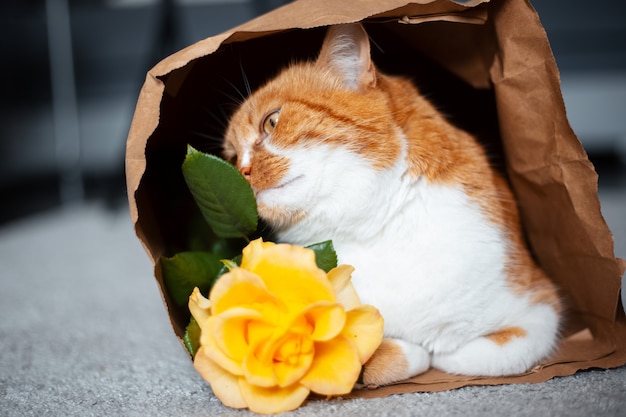 Portrait of red-white cat lying on the floor in eco paper bag,\
sniffing yellow rose flower.