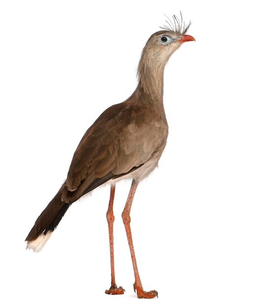 Portrait of Redlegged Seriema or Crested Cariama Cariama cristata standing in front of white background