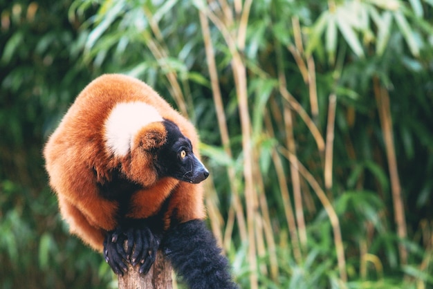 portrait of redruffedlemur on the green background