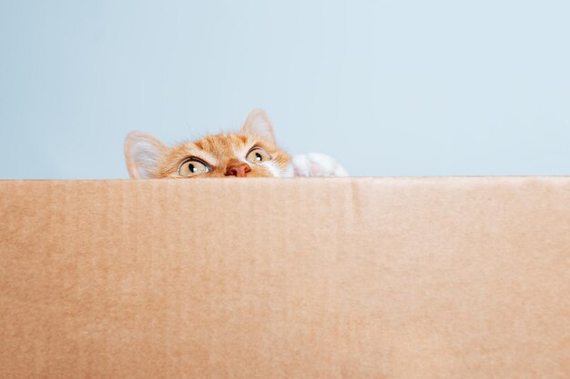 Portrait of redwhite playful cat waiting for games in the cardboard box