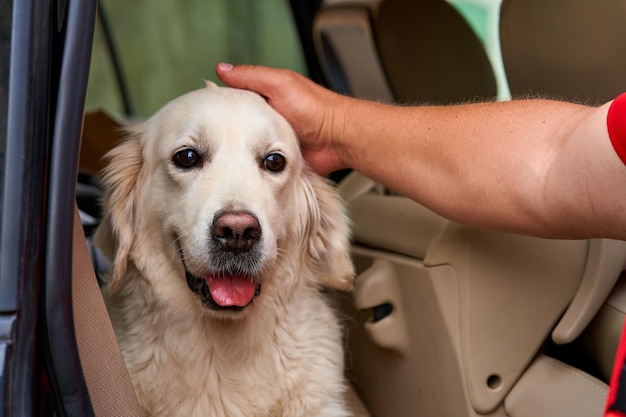 Portrait of rescued dog with sad eyes