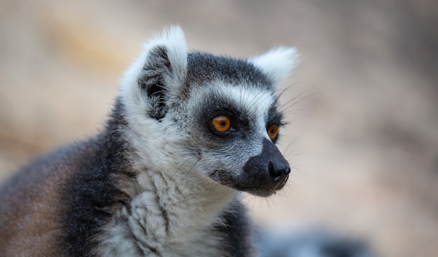 클로즈업에서 ring-tailed 여우 원숭이의 초상화