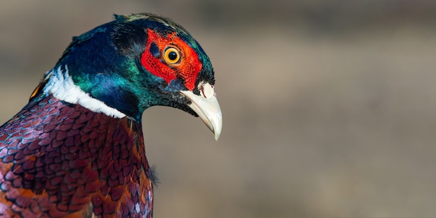 Ritratto di un fagiano di ringneck, phasianus colchicus. avvicinamento