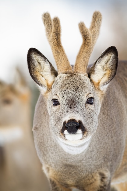 Photo portrait of roe deer buck in wintertime